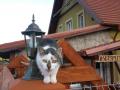 Nasze pociechy